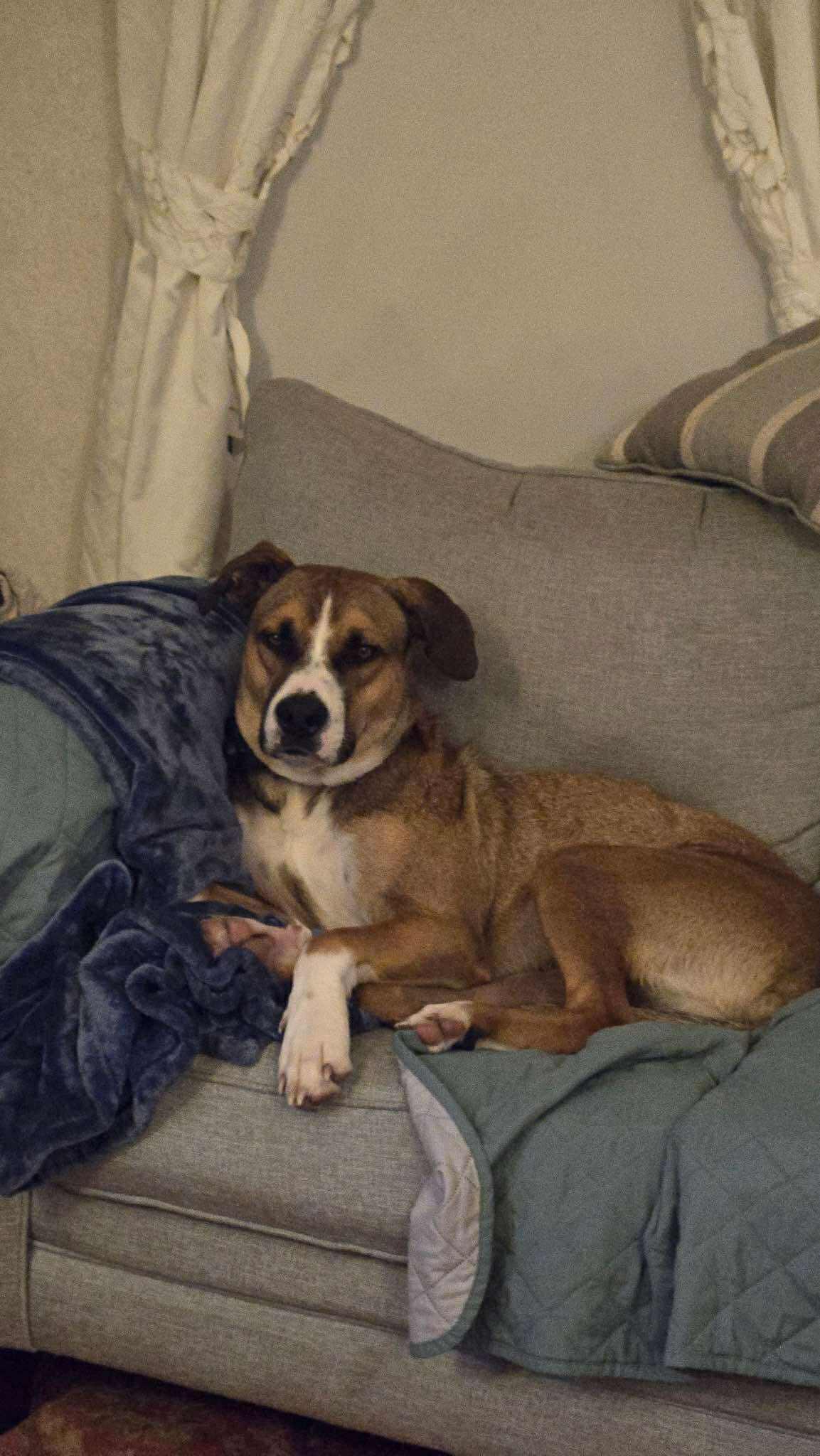 Journey, a Adoptable mixed breed in Brunswick, ME image 1/6