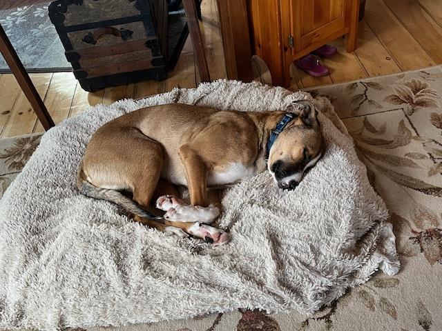 Enlarge Journey, a Adoptable mixed breed in Brunswick, ME image 3/6