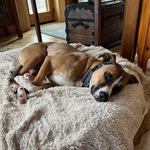 Enlarge Journey, a Adoptable mixed breed in Brunswick, ME image 4/6