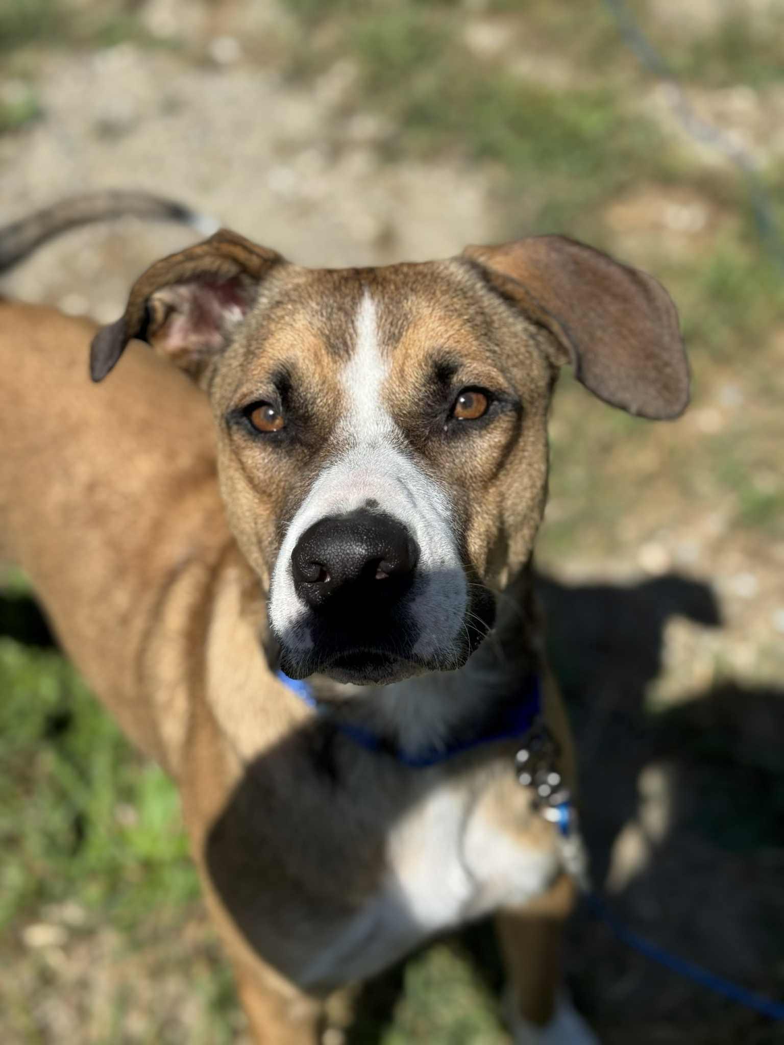 Journey, a Adoptable mixed breed in Brunswick, ME image 5/6