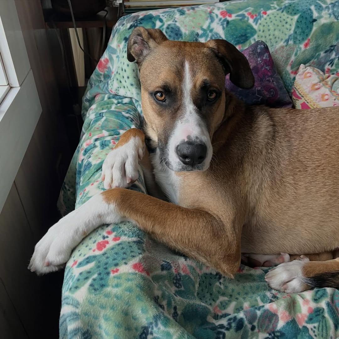 Enlarge Journey, a Adoptable mixed breed in Brunswick, ME image 3/5