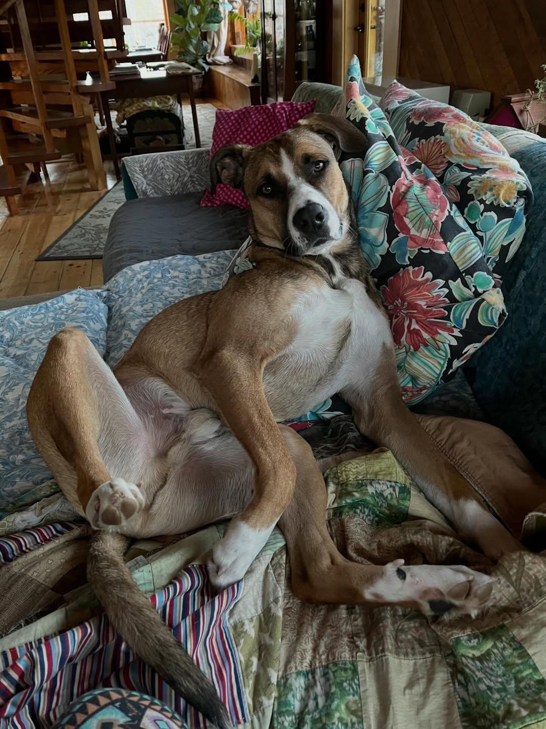 Enlarge Journey, a Adoptable mixed breed in Brunswick, ME image 1/5