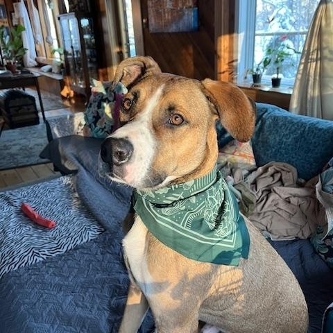 Enlarge Journey, a Adoptable mixed breed in Brunswick, ME image 1/6