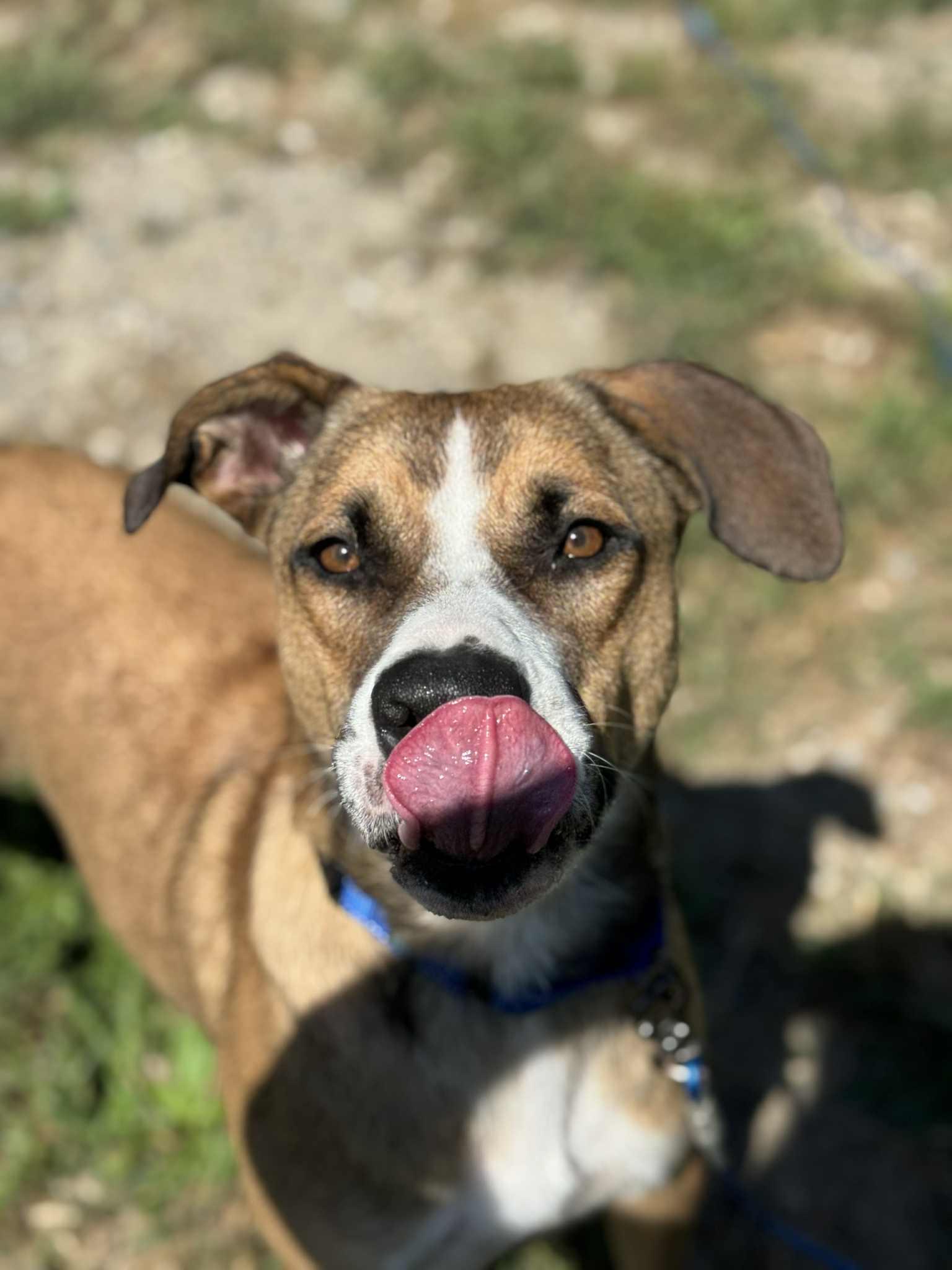 Journey, a Adoptable mixed breed in Brunswick, ME image 6/6