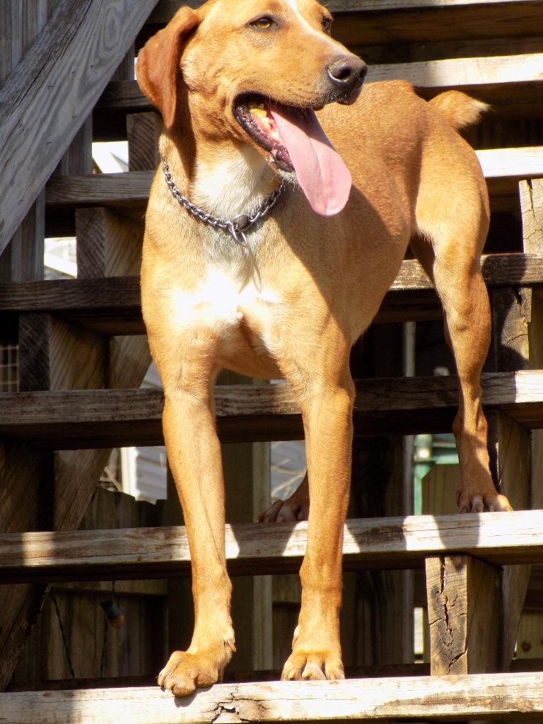 Buddy, Adoptable, Senior Male Redbone Coonhound & Hound.