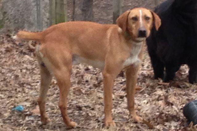 Buddy, a Adoptable mixed breed in Jemison, AL image 2/4