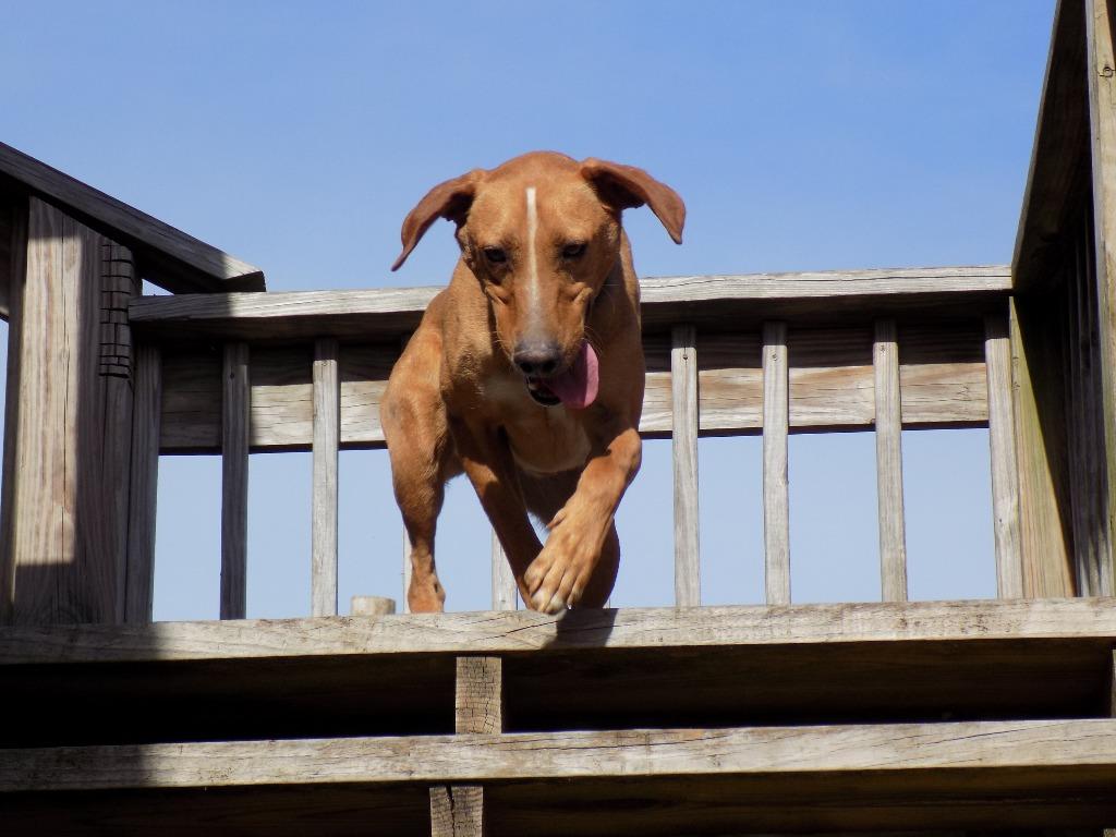 Buddy, a Adoptable mixed breed in Jemison, AL image 3/4