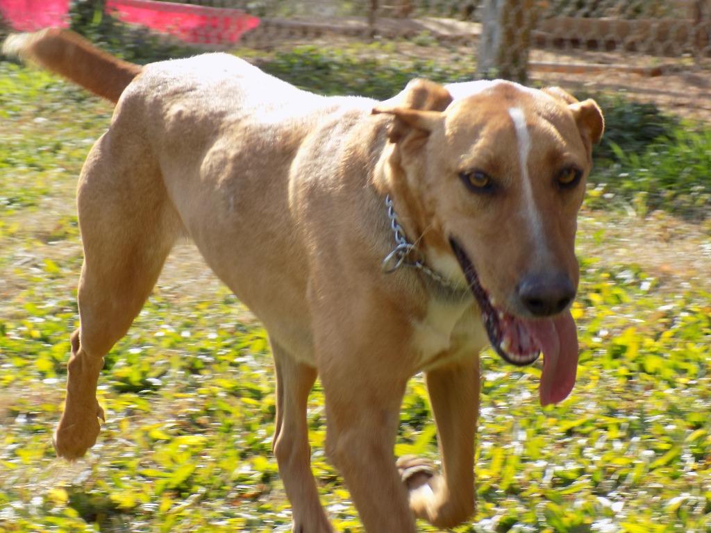 Buddy, a Adoptable mixed breed in Jemison, AL image 4/4