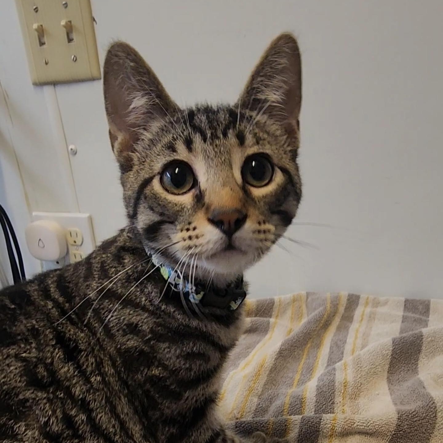 Colt, an adopted Domestic Short Hair in Tama, IA image 2/2