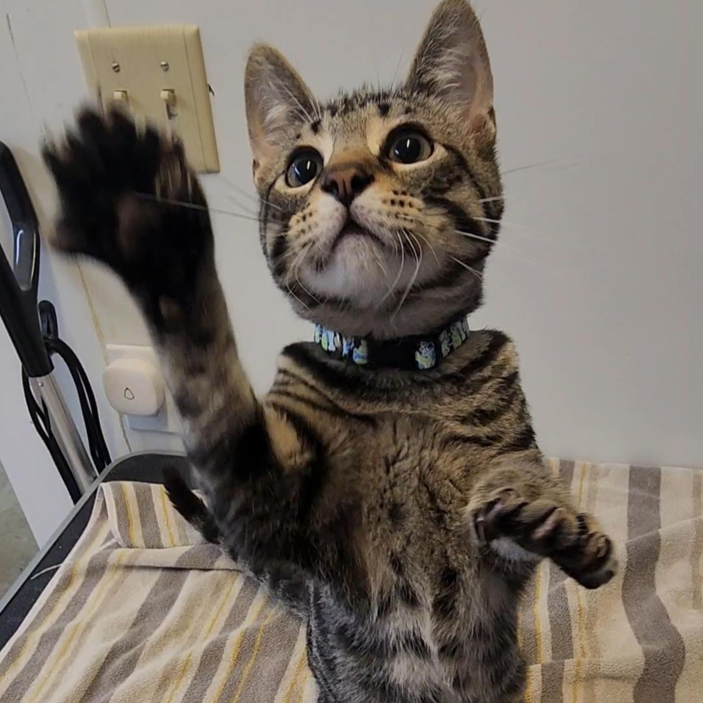 Colt, an adopted Domestic Short Hair in Tama, IA image 1/2