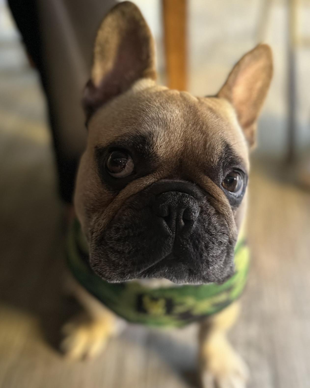 Bruno