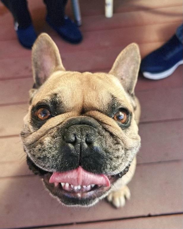 Bruno