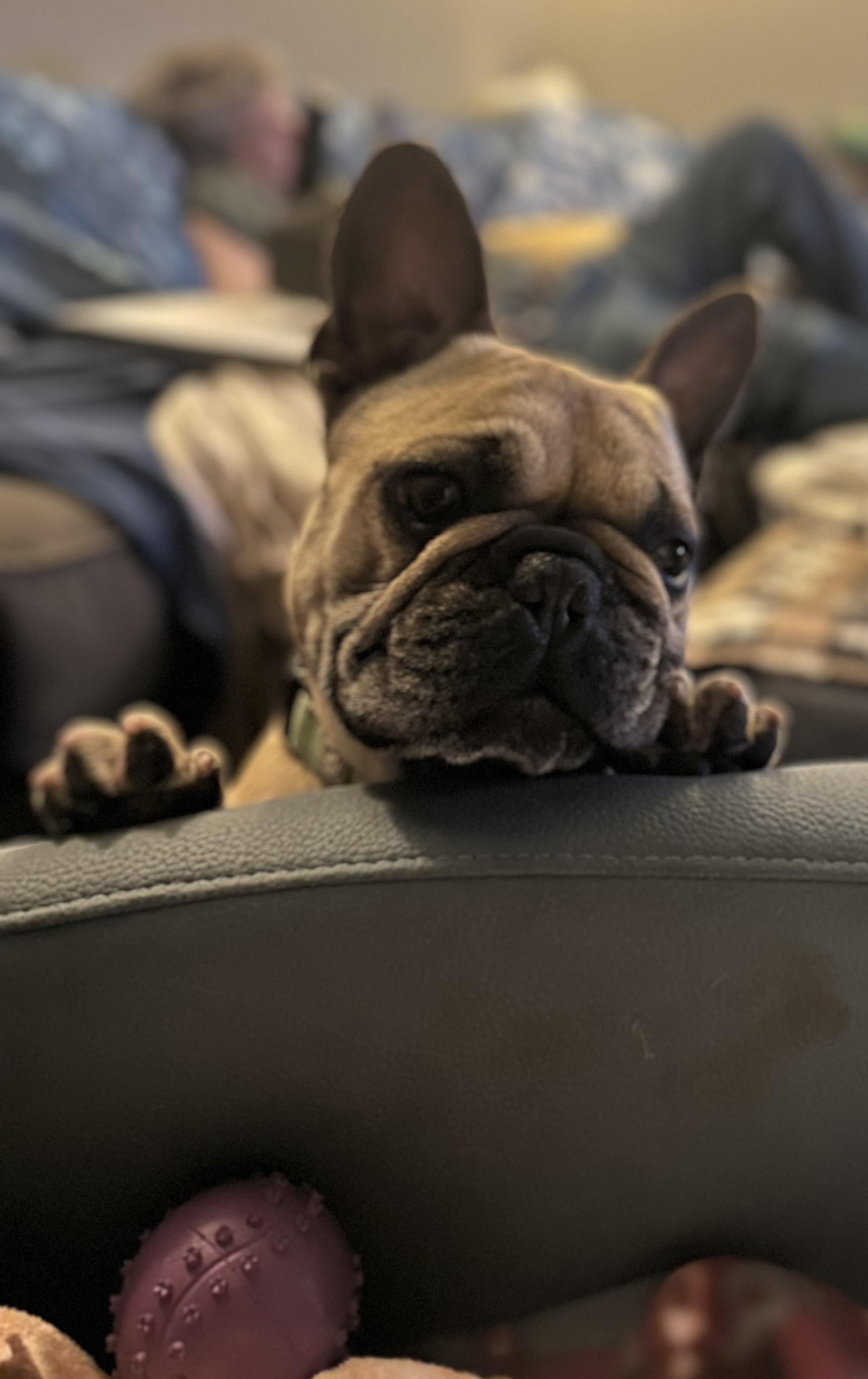 Bruno
