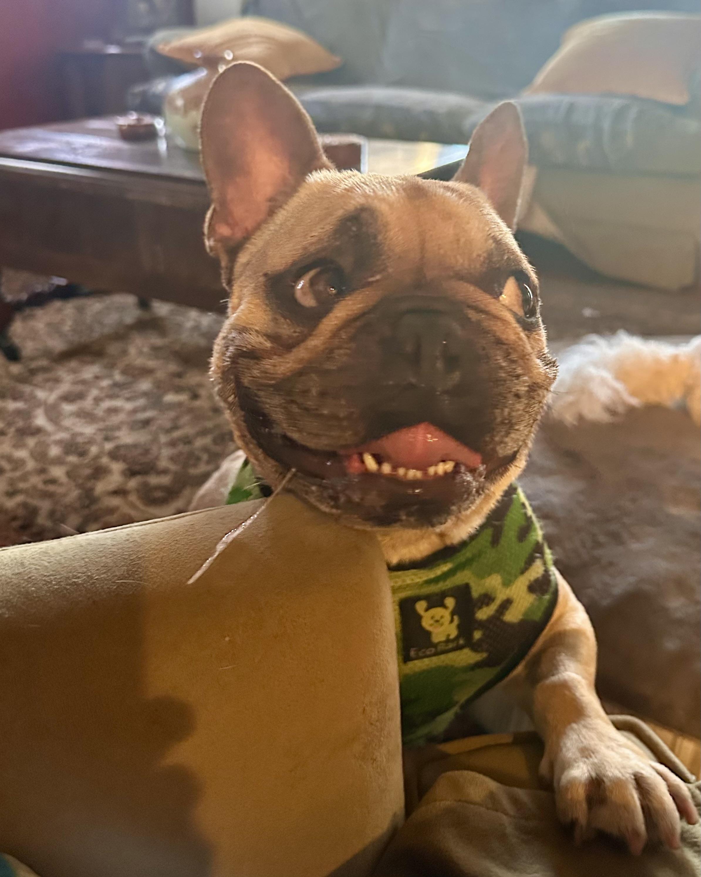 Bruno