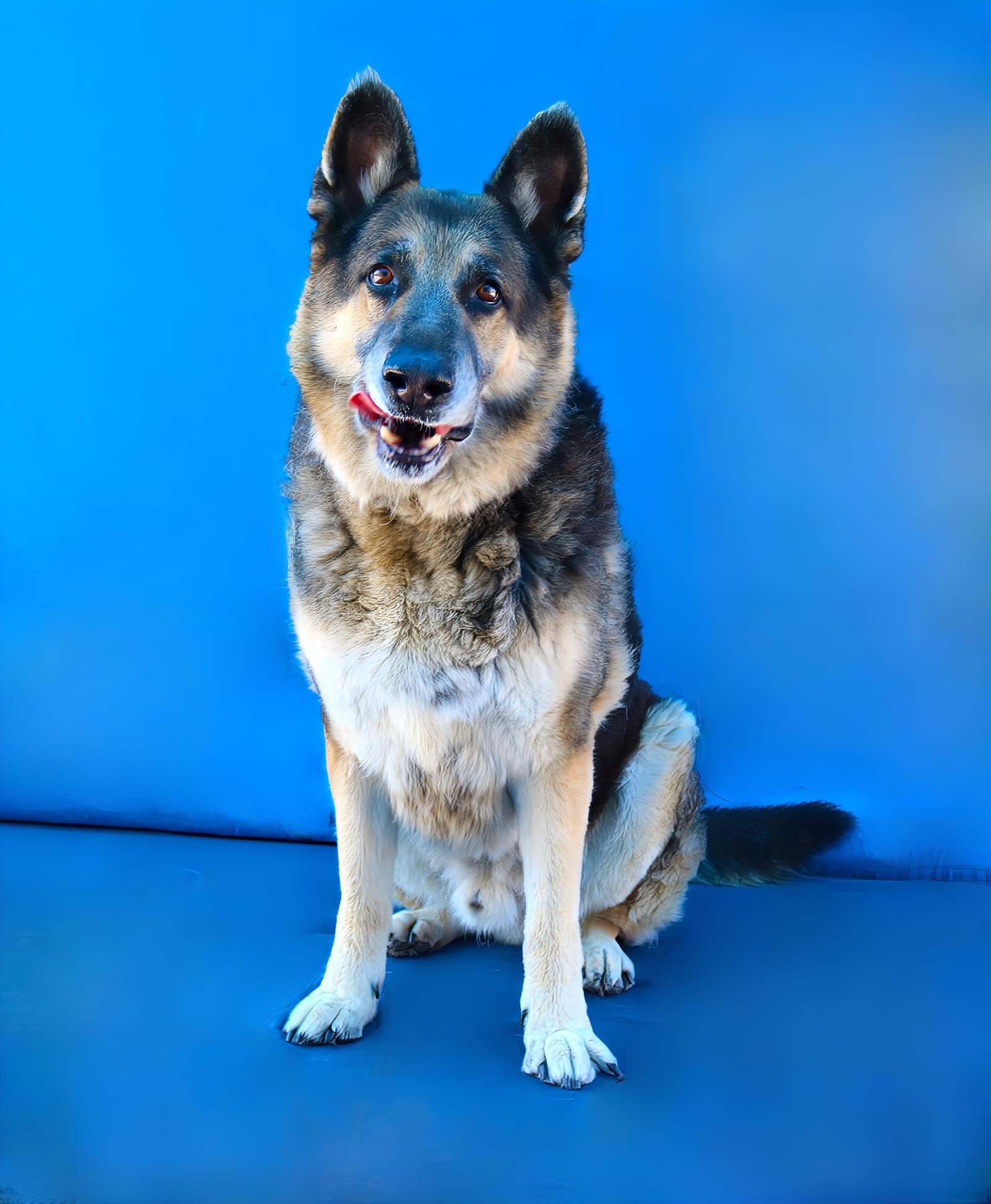 KOBE, a Adoptable German Shepherd Dog in Pasadena, CA image 1/2