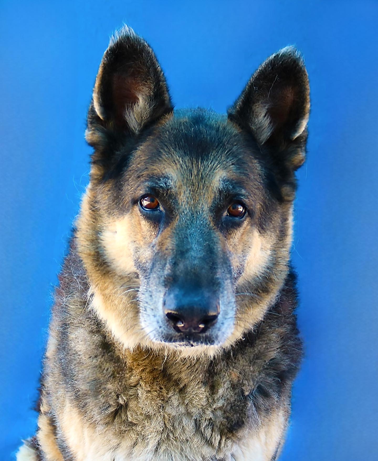 KOBE, a Adoptable German Shepherd Dog in Pasadena, CA image 2/2