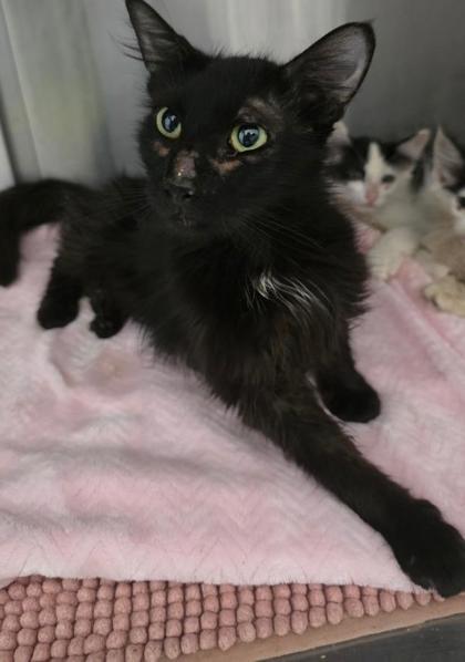 Enlarge Toothless, a Adoptable mixed breed in Clinton, MO image 1/1
