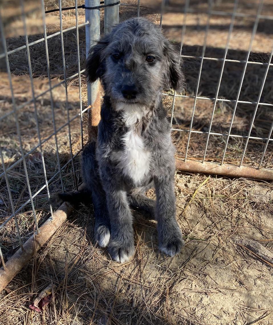 Skittles, Adoptable, Puppy Female Poodle.