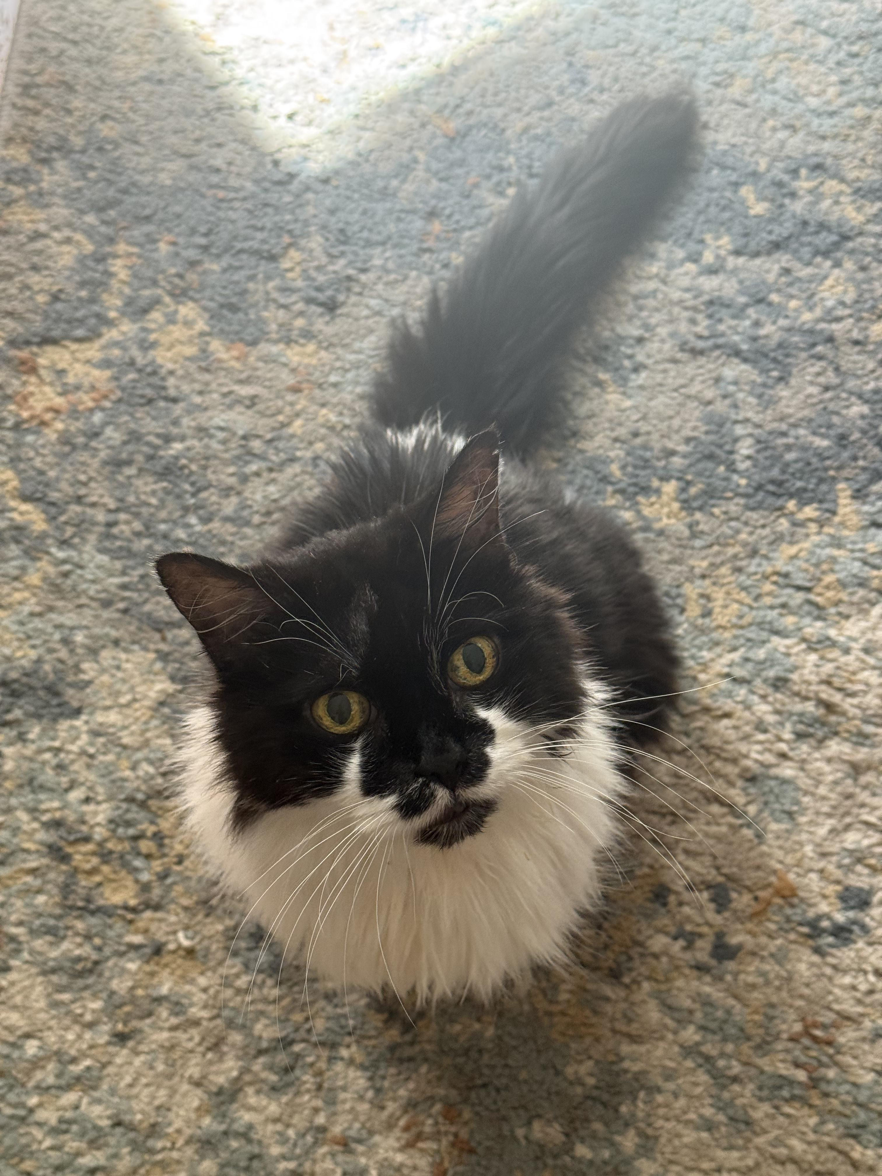 Sabrina, a ADOPTABLE Domestic Long Hair in Cambridge, MA image 1/5