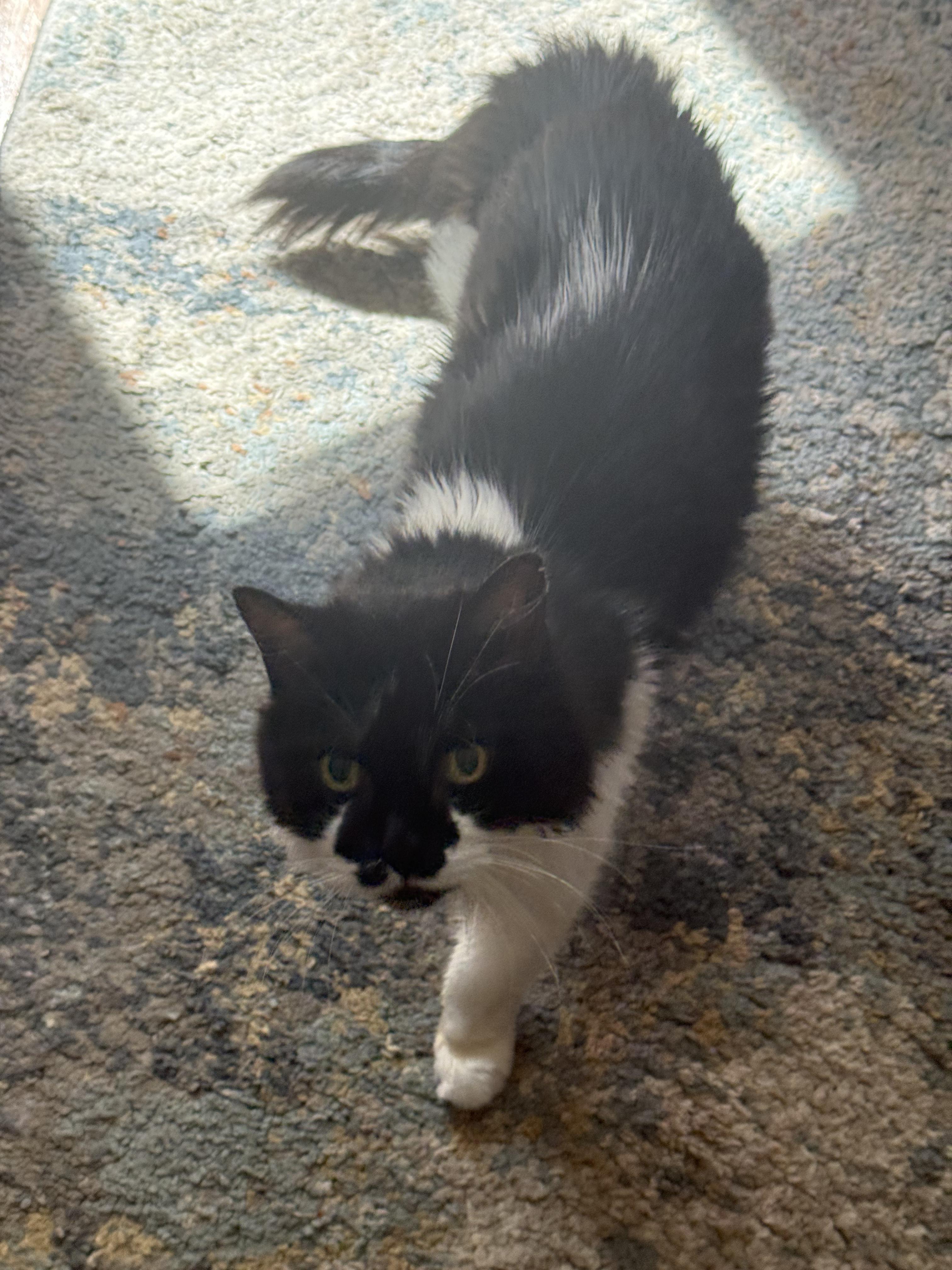 Sabrina, a ADOPTABLE Domestic Long Hair in Cambridge, MA image 5/5