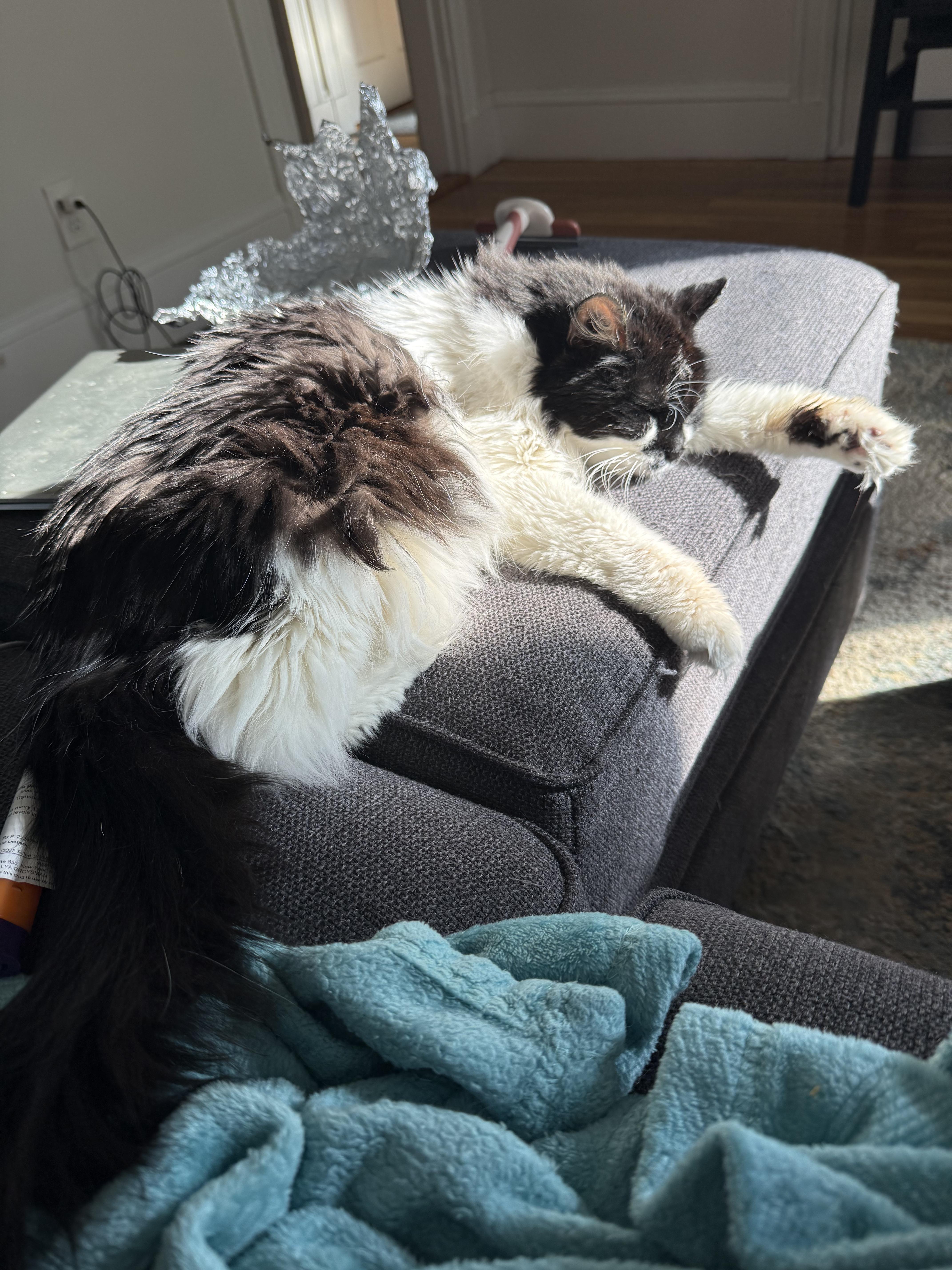 Sabrina, a ADOPTABLE Domestic Long Hair in Cambridge, MA image 3/5