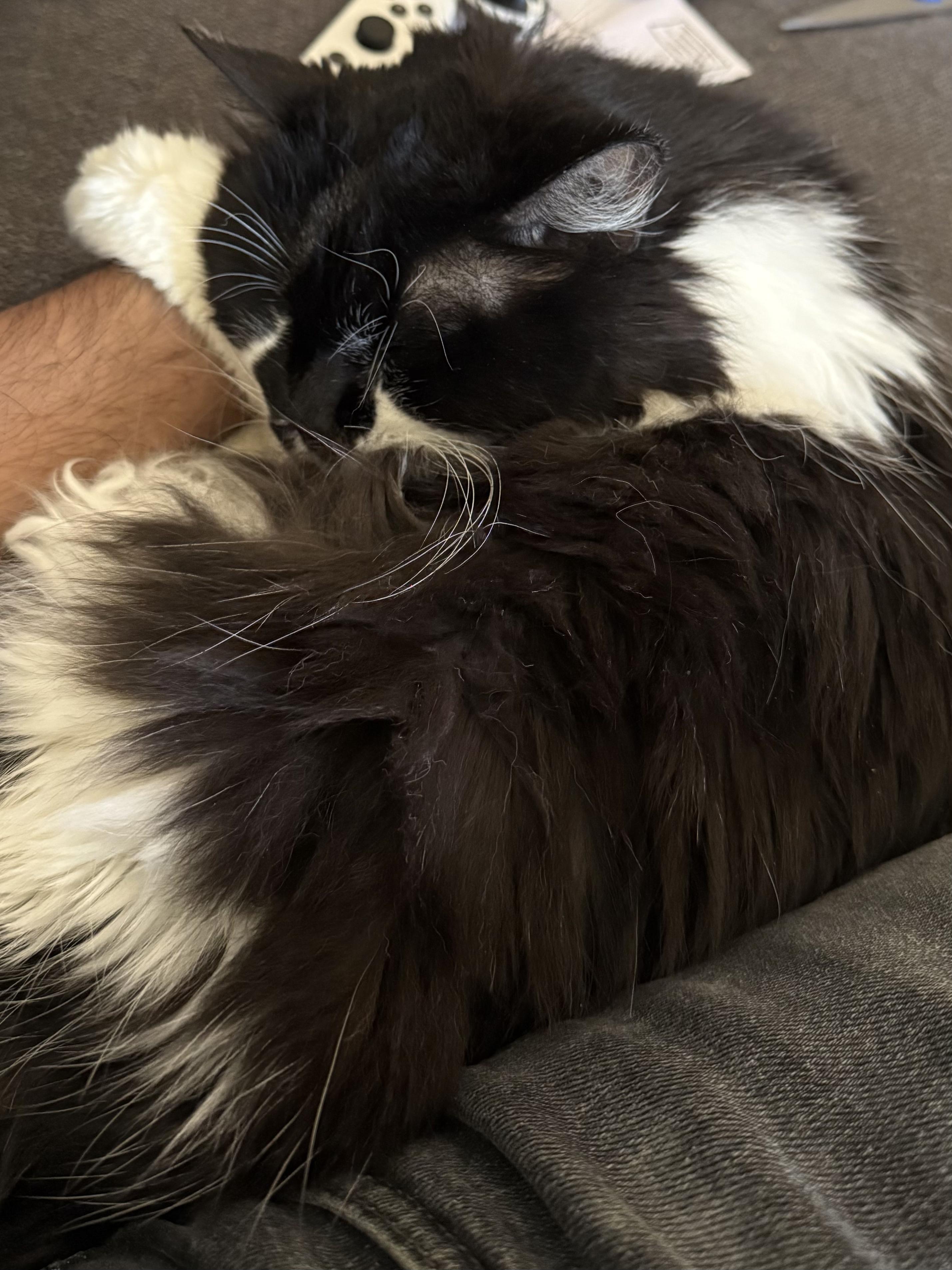 Sabrina, a ADOPTABLE Domestic Long Hair in Cambridge, MA image 2/5
