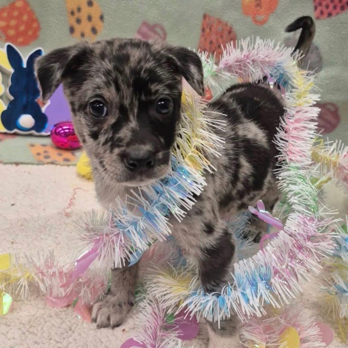 Enlarge Coral Reef, a ADOPTABLE Mixed Breed in Yaphank, NY image 2/2