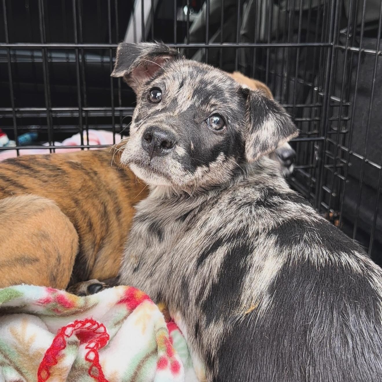 Enlarge Coral Reef, a ADOPTABLE Mixed Breed in Yaphank, NY image 1/2