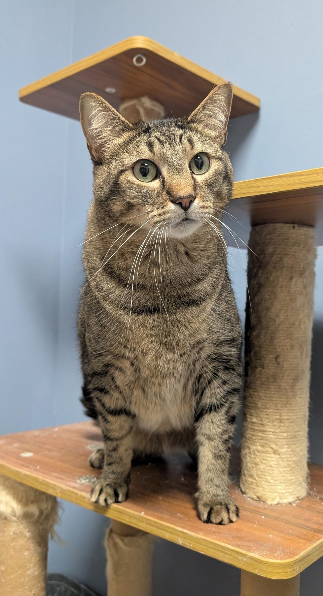 Lil Boy, Adoptable, Adult Male Domestic Short Hair.