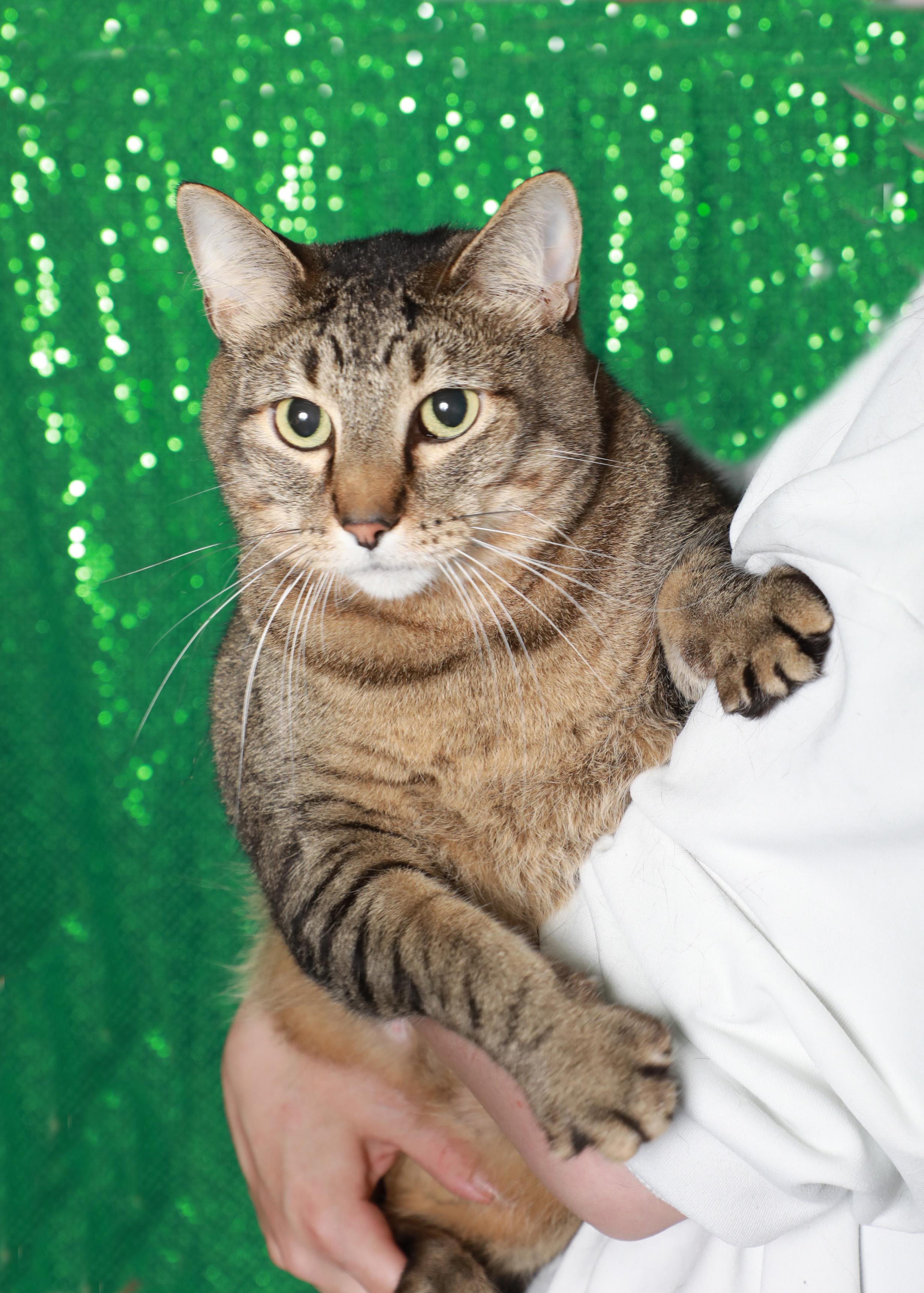 Santa ( true love of Mrs. Claus), Adoptable, Adult Male Domestic Short Hair.