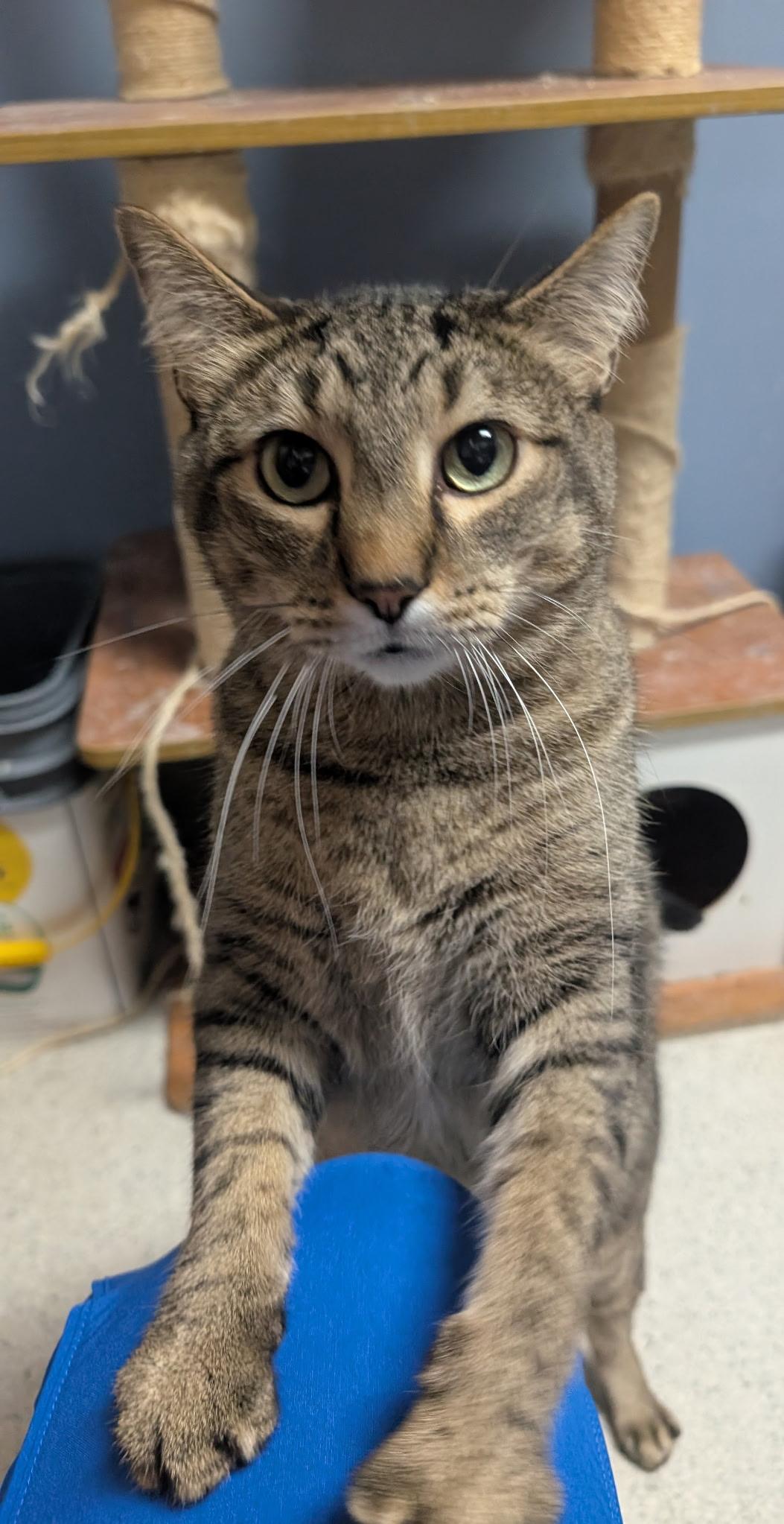 Santa ( true love of Mrs. Claus), a Adoptable Domestic Short Hair in Rock Falls, IL image 3/6