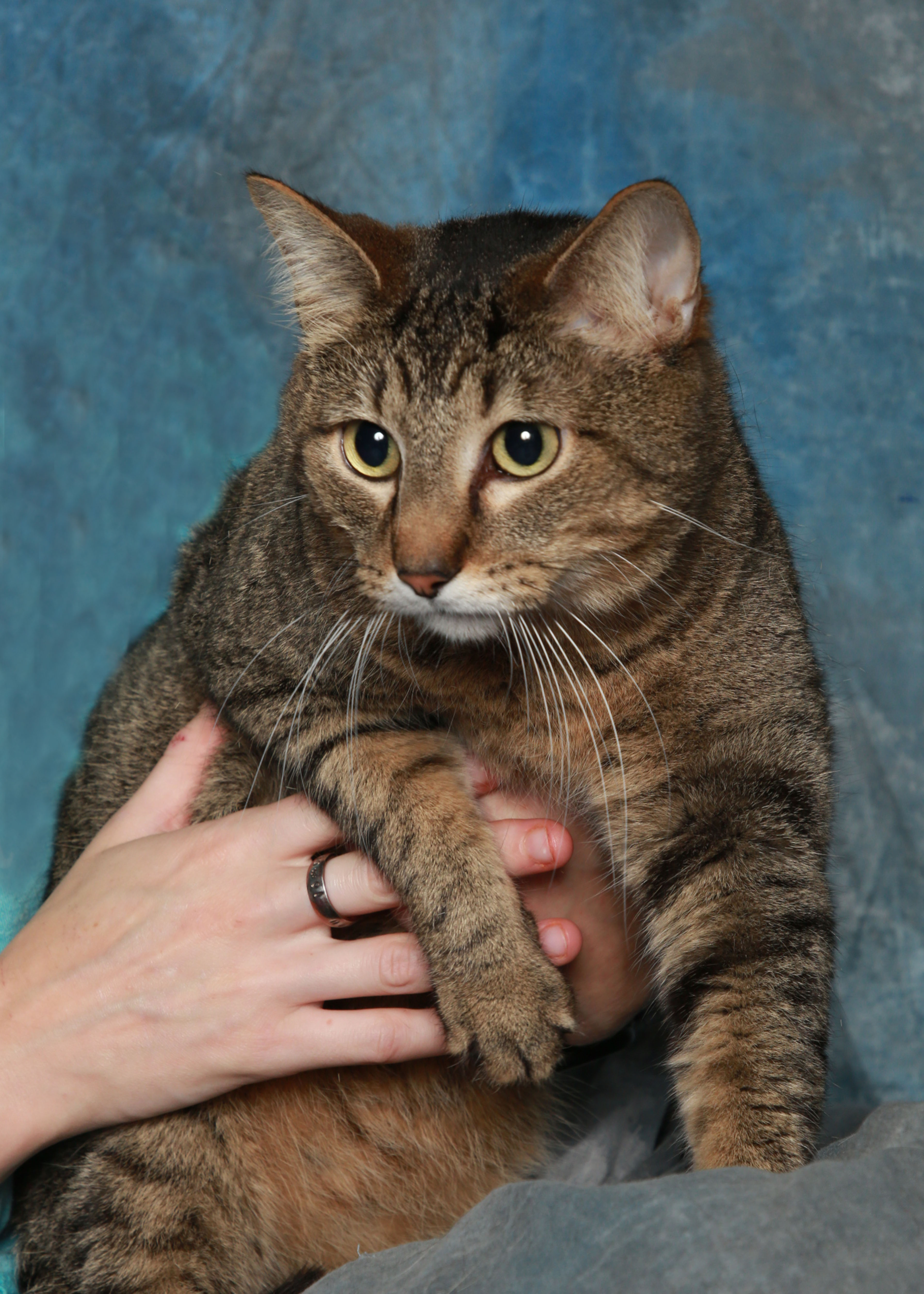 Santa ( true love of Mrs. Claus), a Adoptable Domestic Short Hair in Rock Falls, IL image 6/6