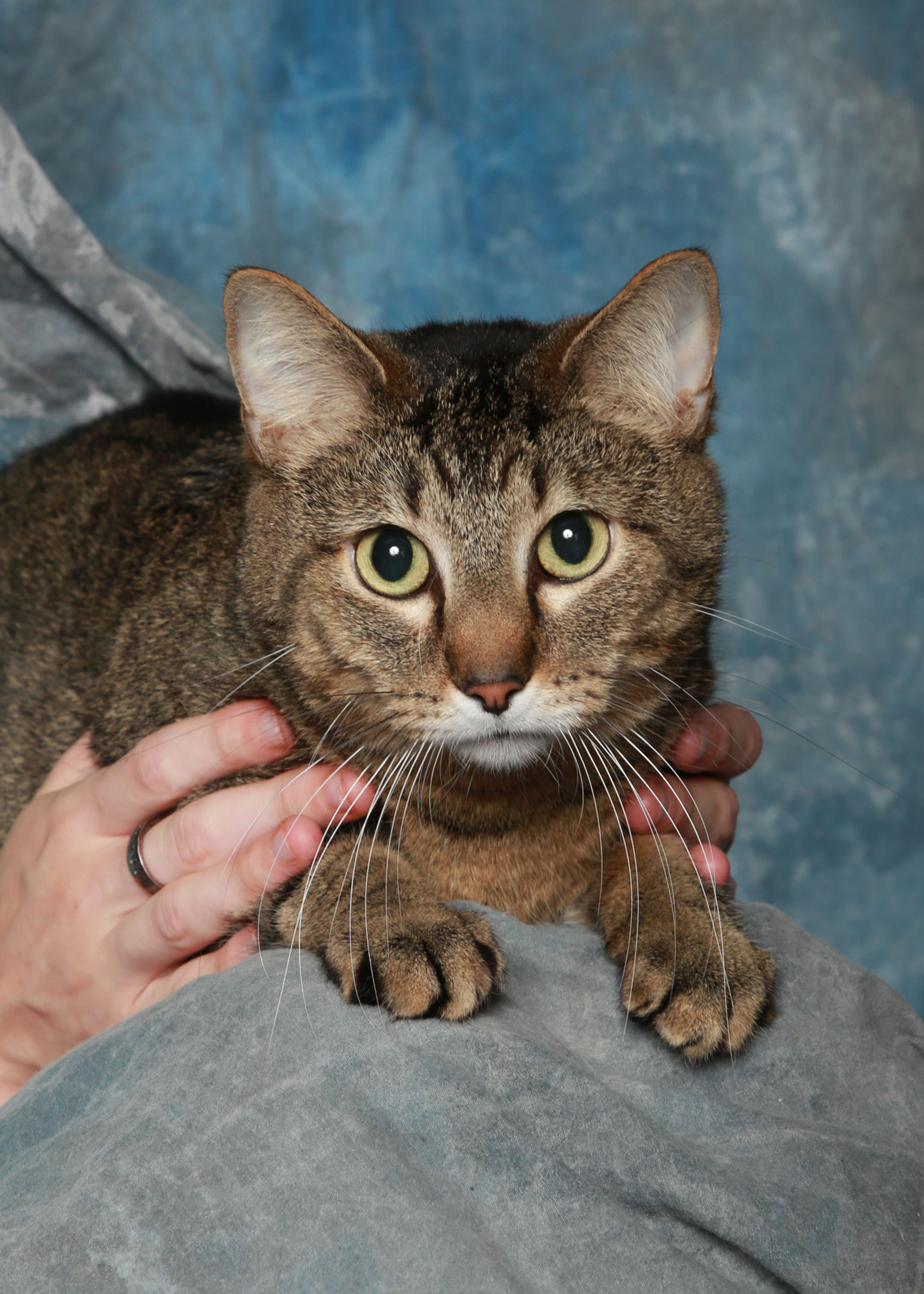 Santa ( true love of Mrs. Claus), a Adoptable Domestic Short Hair in Rock Falls, IL image 5/6