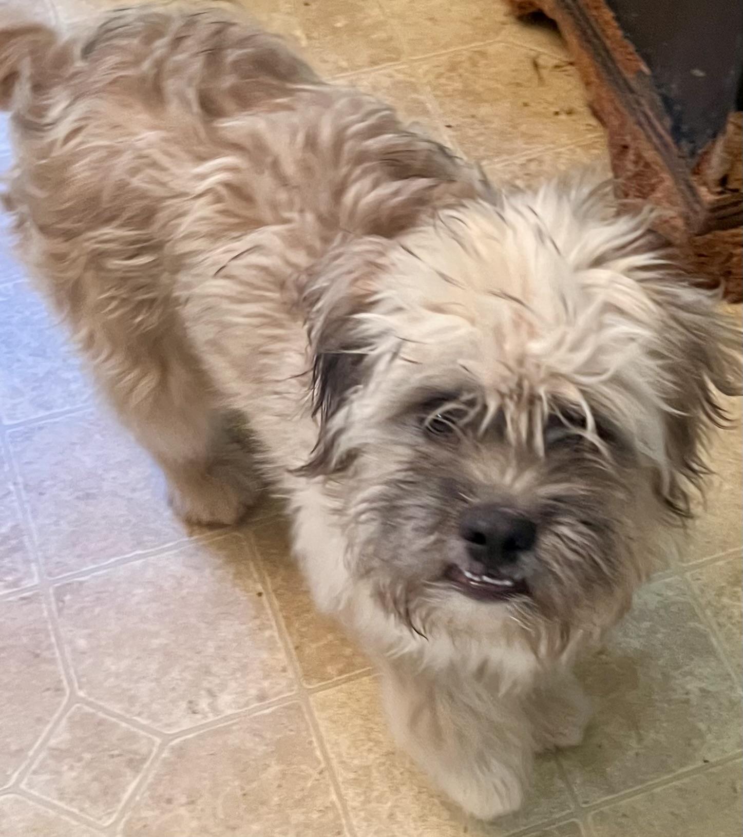 Enlarge Kenny, a Adopted mixed breed in Cranford, NJ image 2/2
