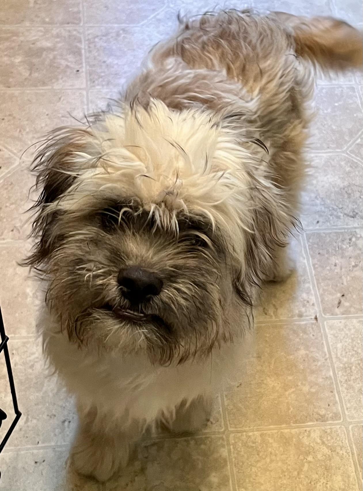 Kenny, Adopted, Puppy Male Havanese & Shih Tzu.
