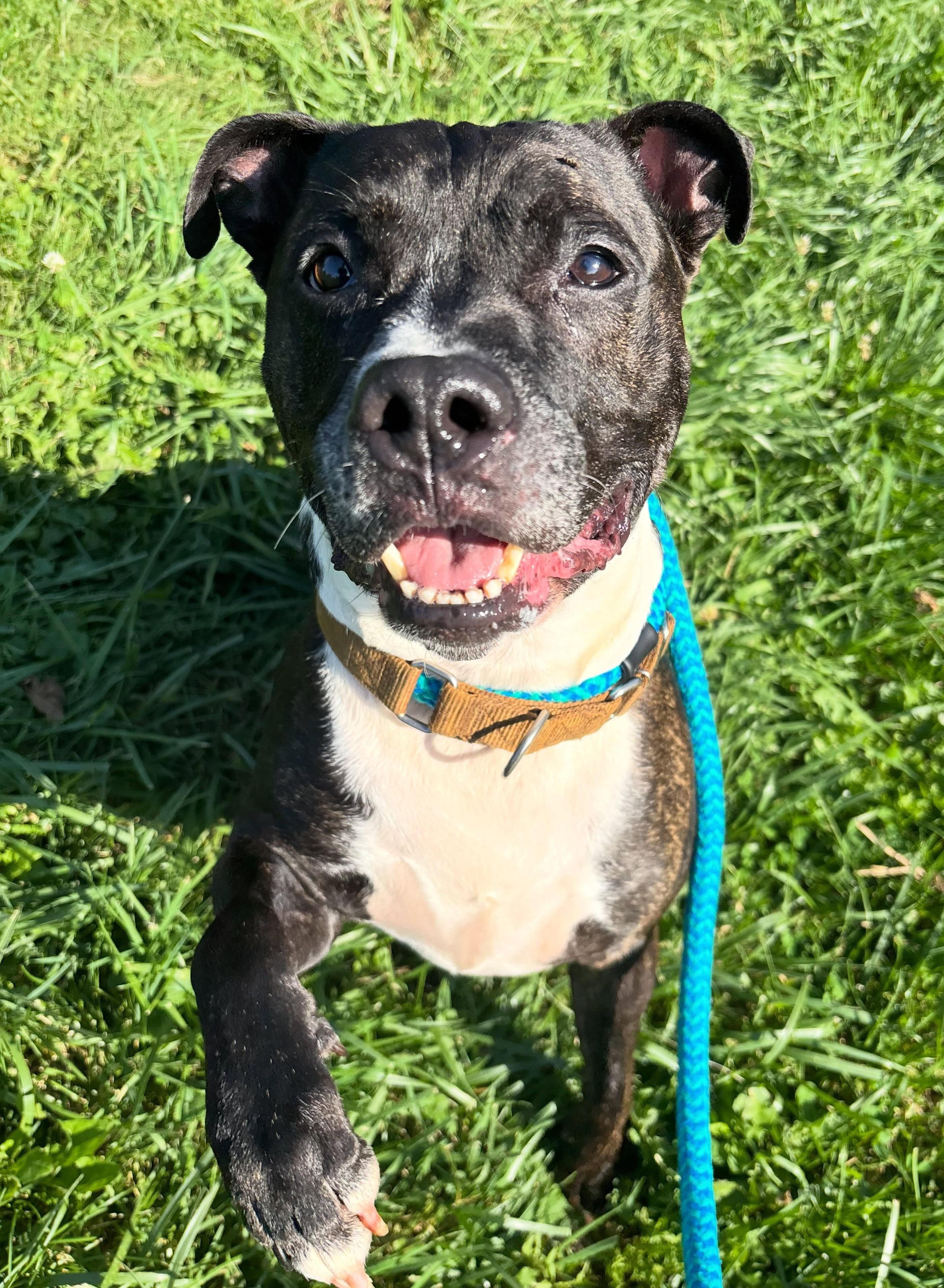 Enlarge Kato, a Adoptable Mixed Breed in Youngstown, OH image 2/6