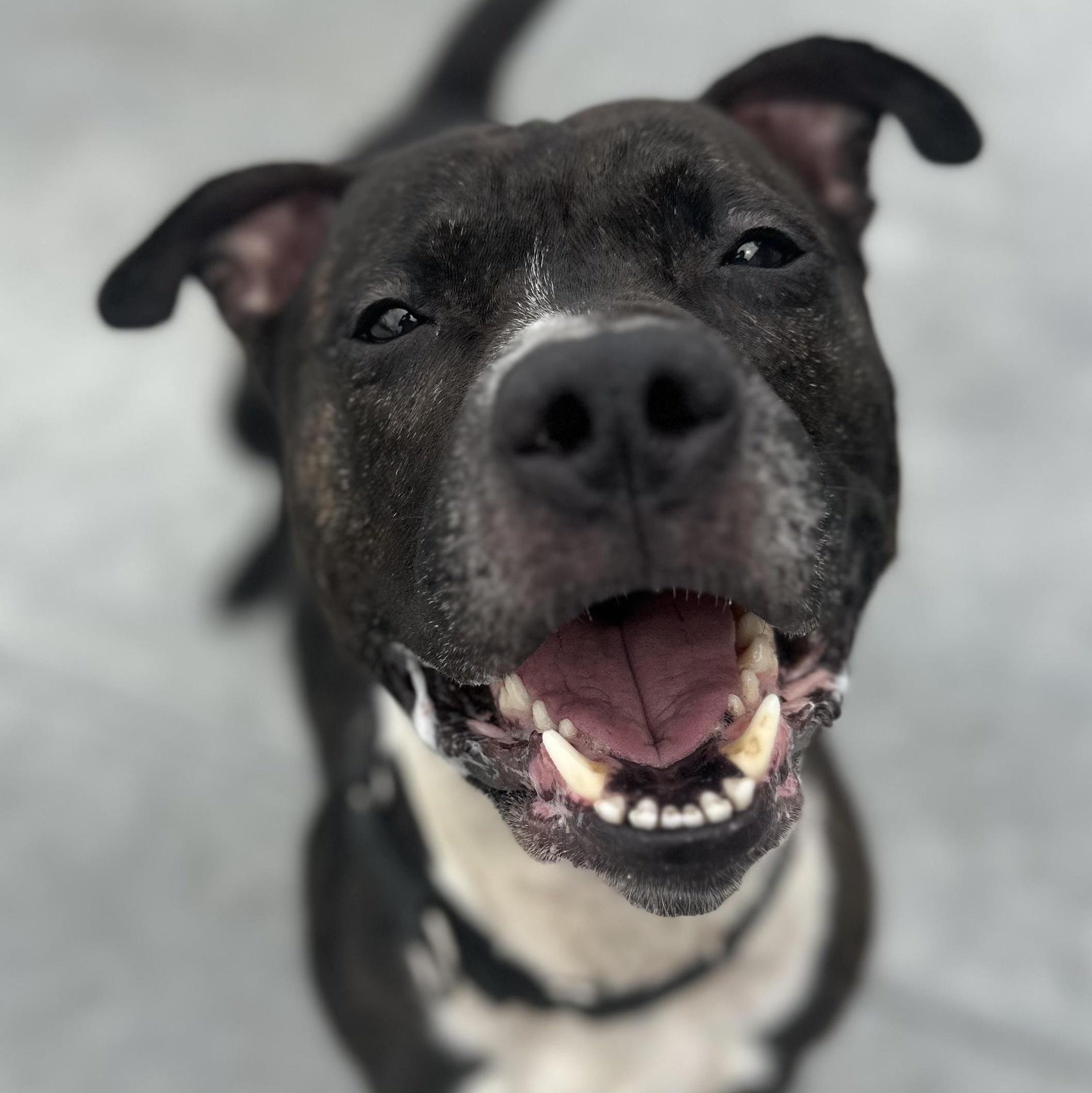 Enlarge Kato, a Adoptable Mixed Breed in Youngstown, OH image 5/6