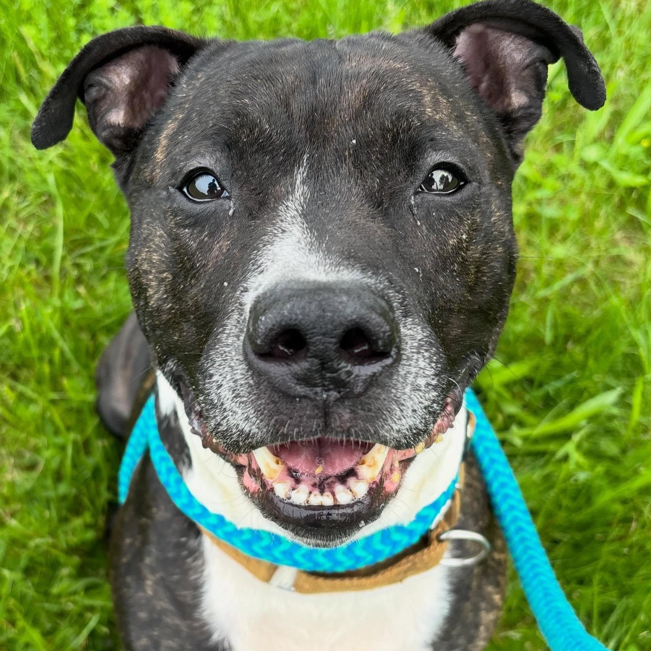 Kato, Adoptable, Adult Male Mixed Breed.