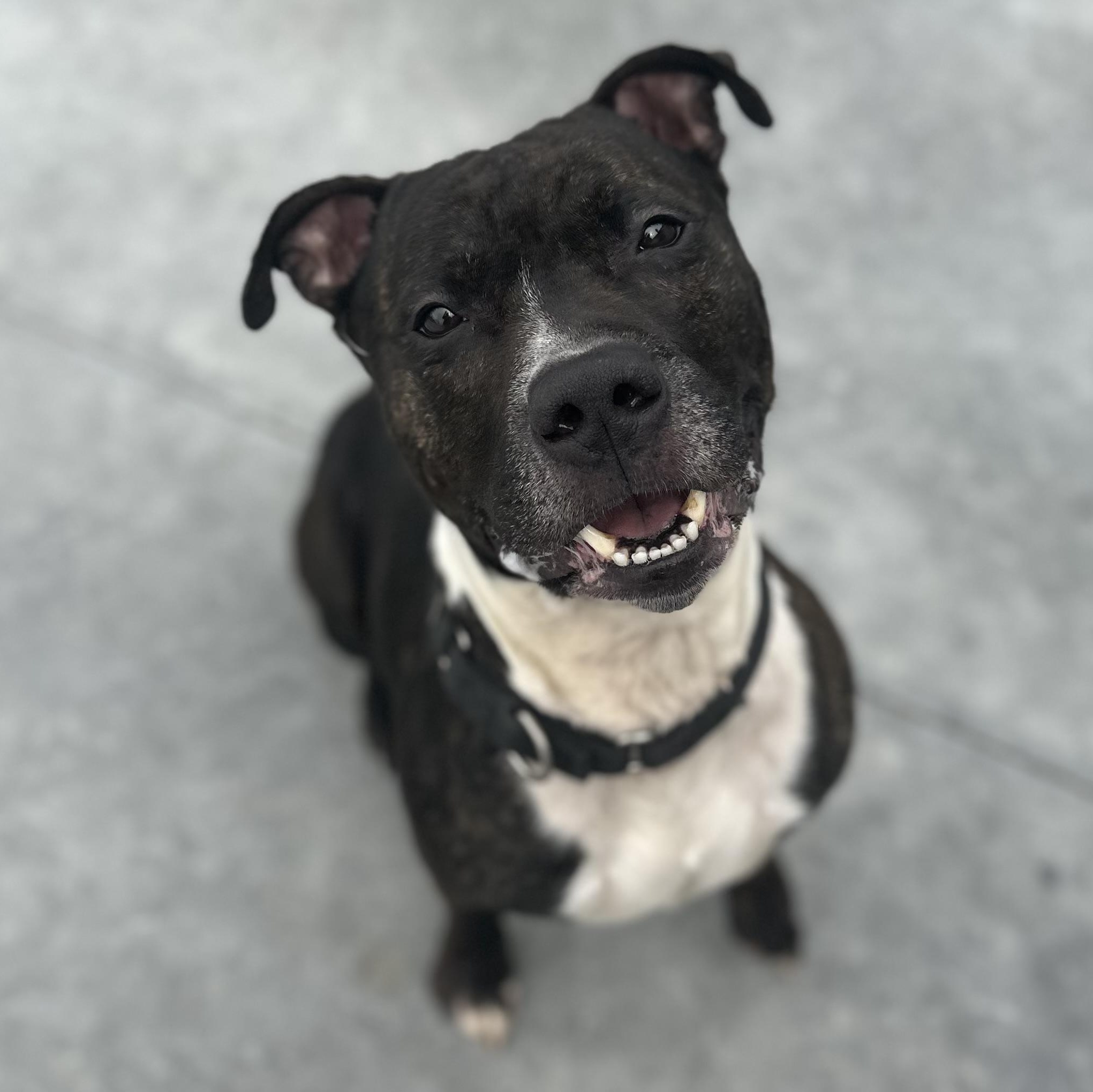 Enlarge Kato, a Adoptable Mixed Breed in Youngstown, OH image 4/6