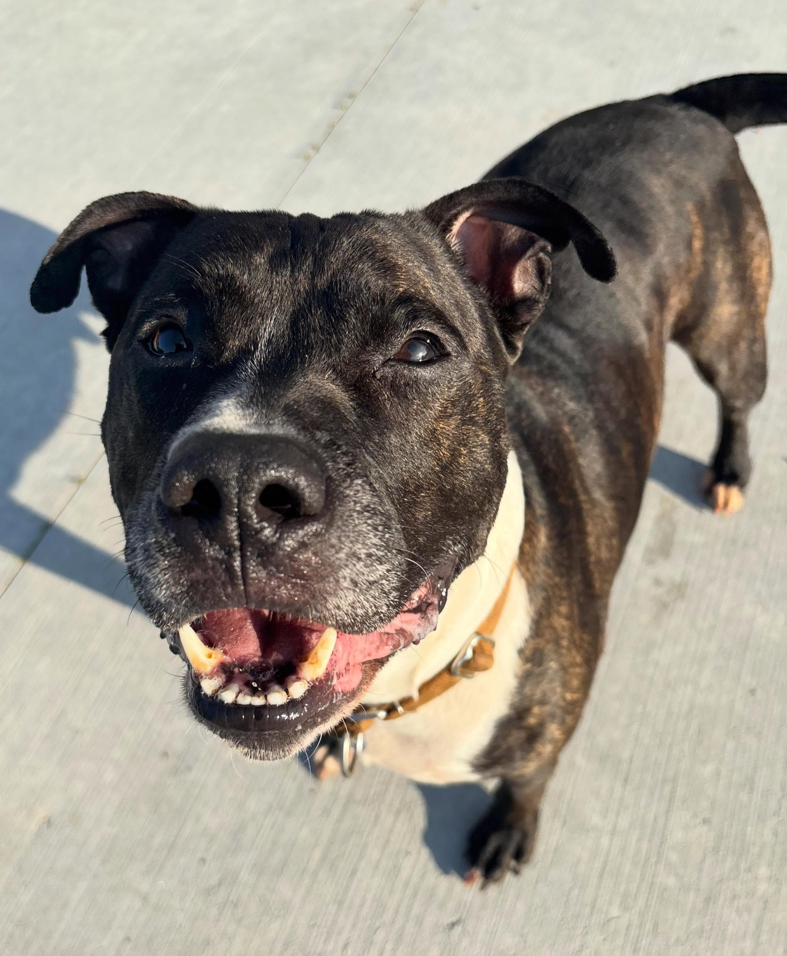 Enlarge Kato, a Adoptable Mixed Breed in Youngstown, OH image 3/6
