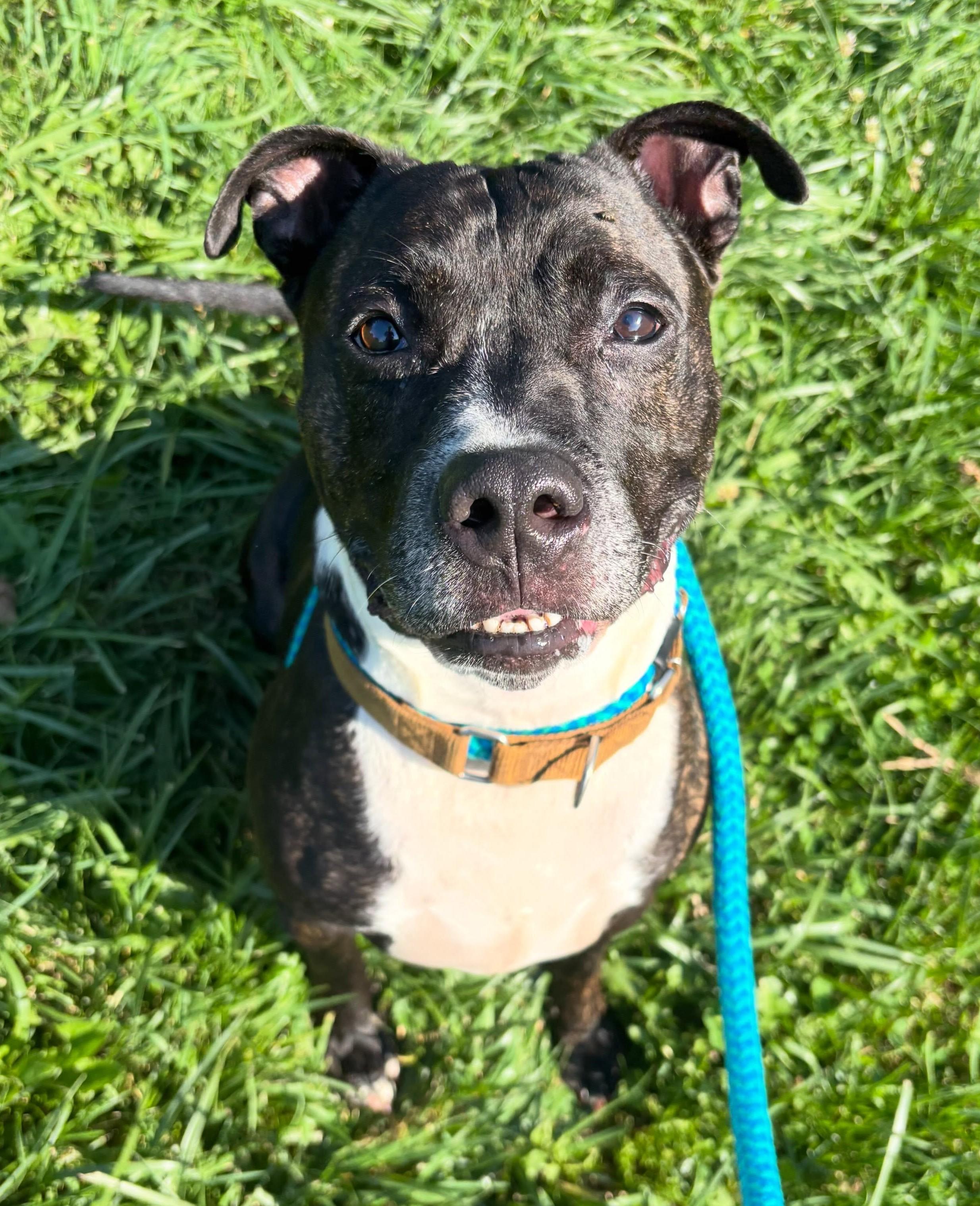 Enlarge Kato, a Adoptable Mixed Breed in Youngstown, OH image 6/6