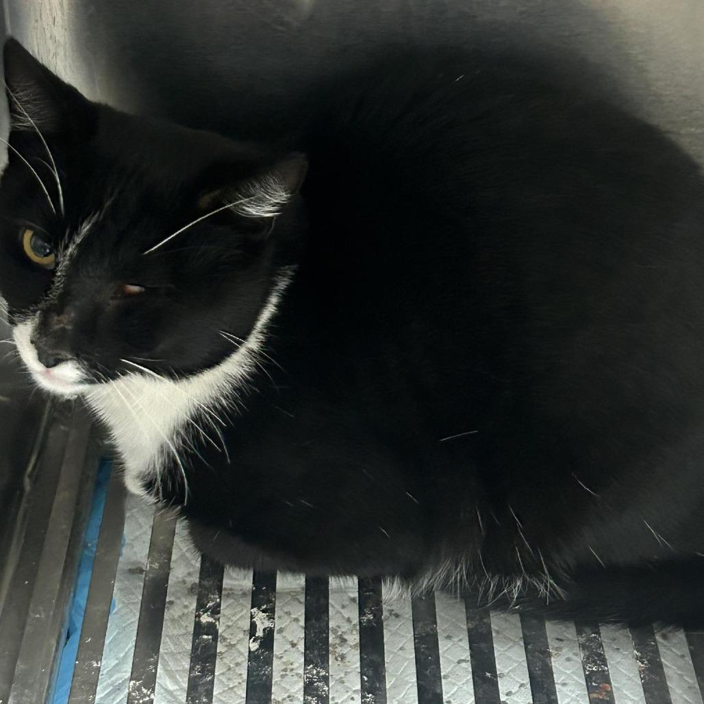 25-1581, Adoptable, Adult Male Domestic Short Hair.