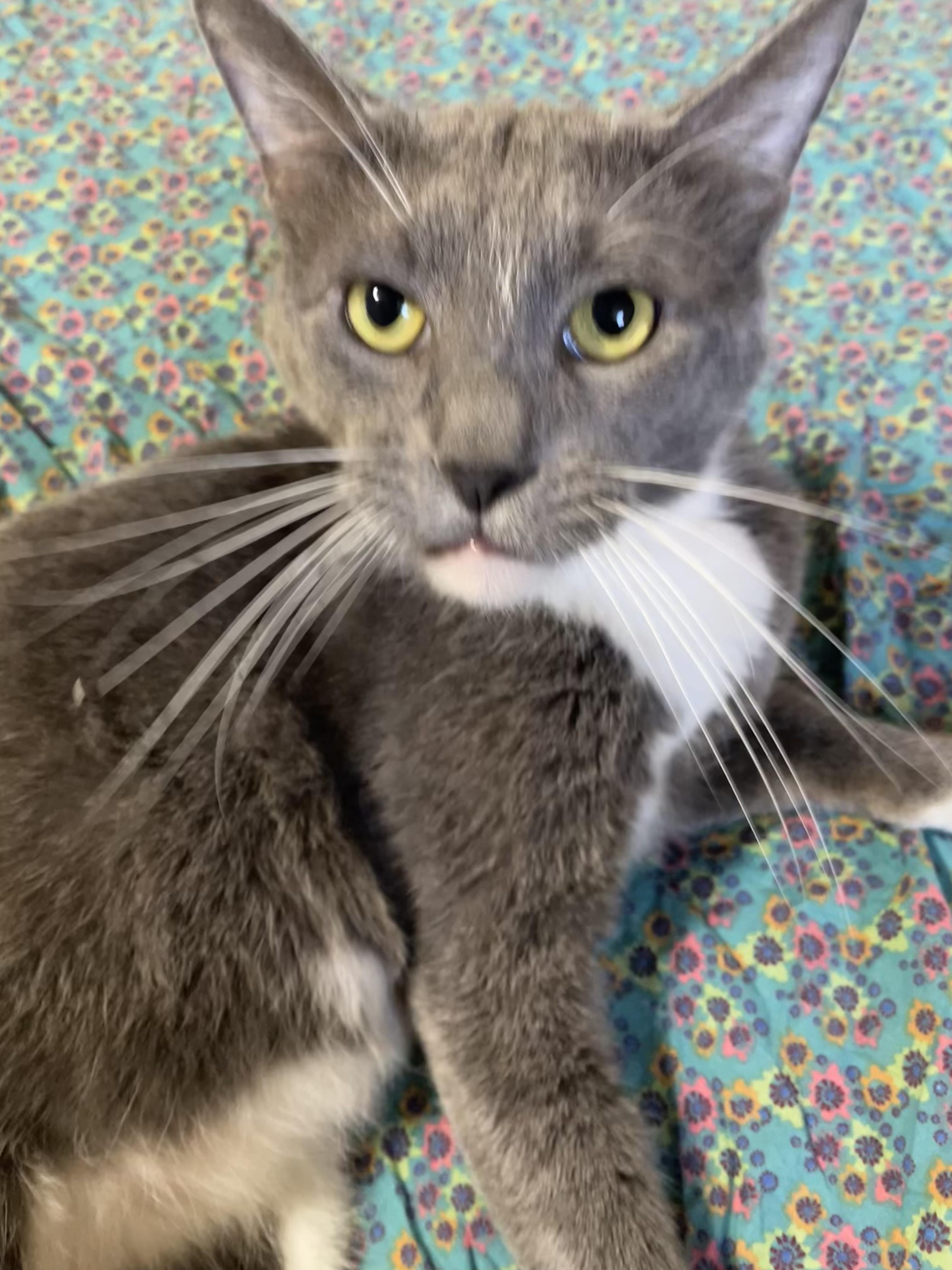 Enlarge Nevermore, a Adoptable Domestic Short Hair in Beaverton, OR image 1/6