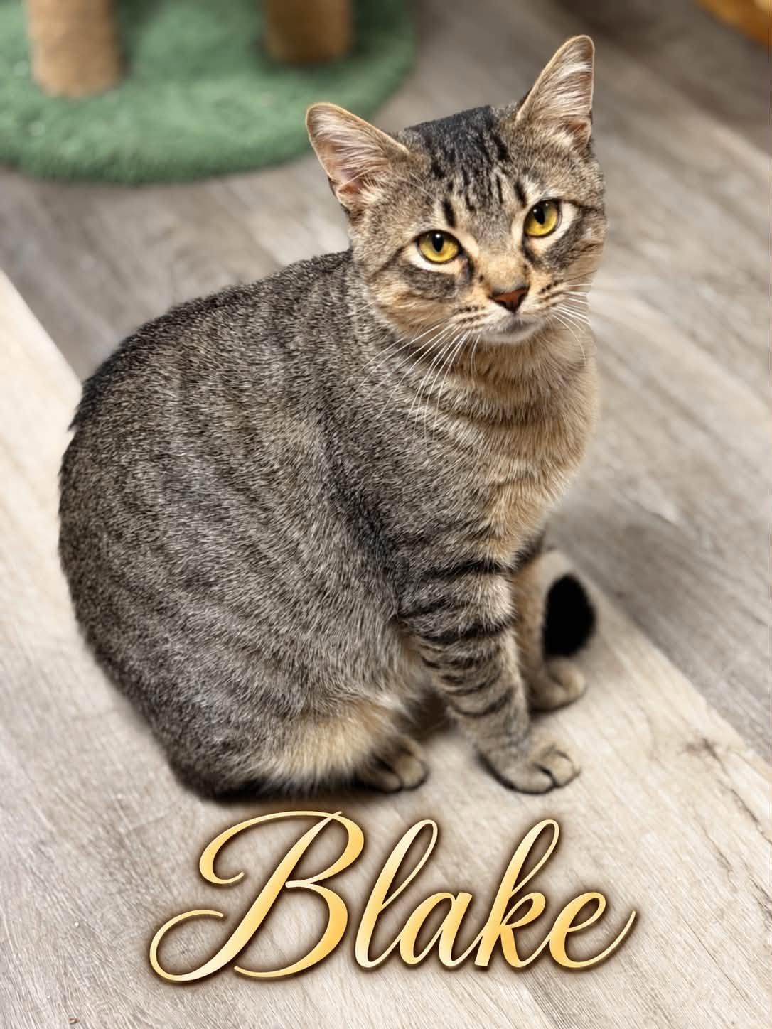 Enlarge Blake, a Adoptable Domestic Short Hair in Erie, PA image 1/1