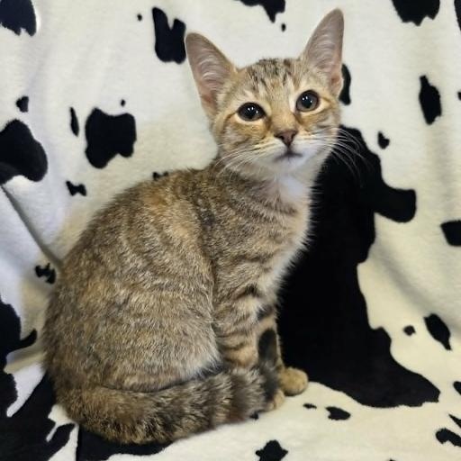 Clementine, ADOPTABLE, Kitten Female American Shorthair.