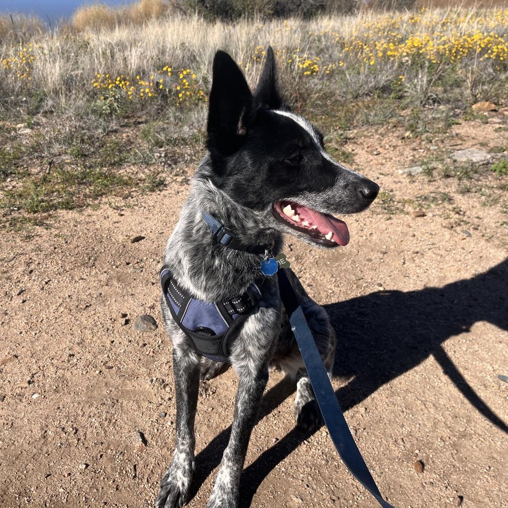 Ozzie (Courtesy Listing), Adoptable, Adult Male Australian Shepherd & Australian Cattle Dog / Blue Heeler.