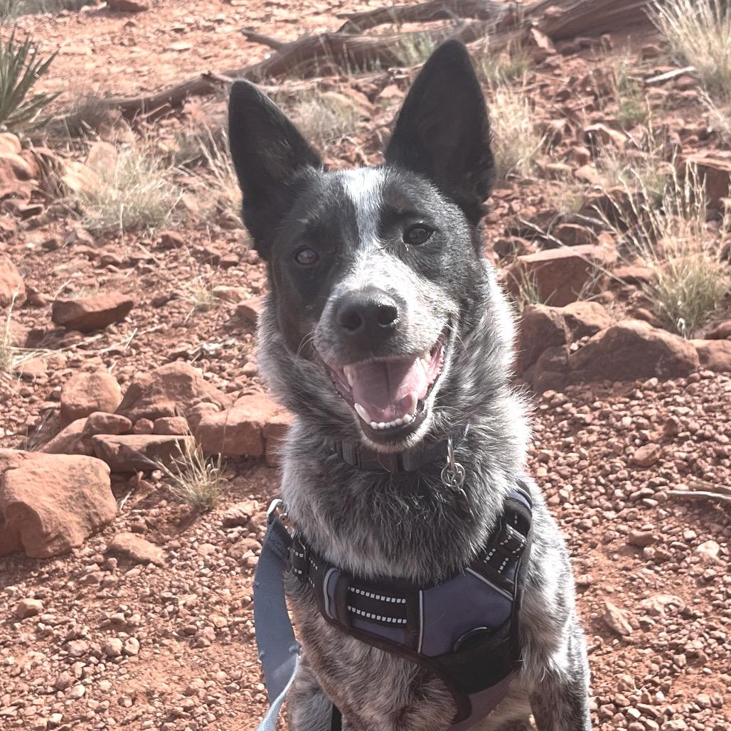 Ozzie (Courtesy Listing), a Adoptable mixed breed in Prescott, AZ image 2/3