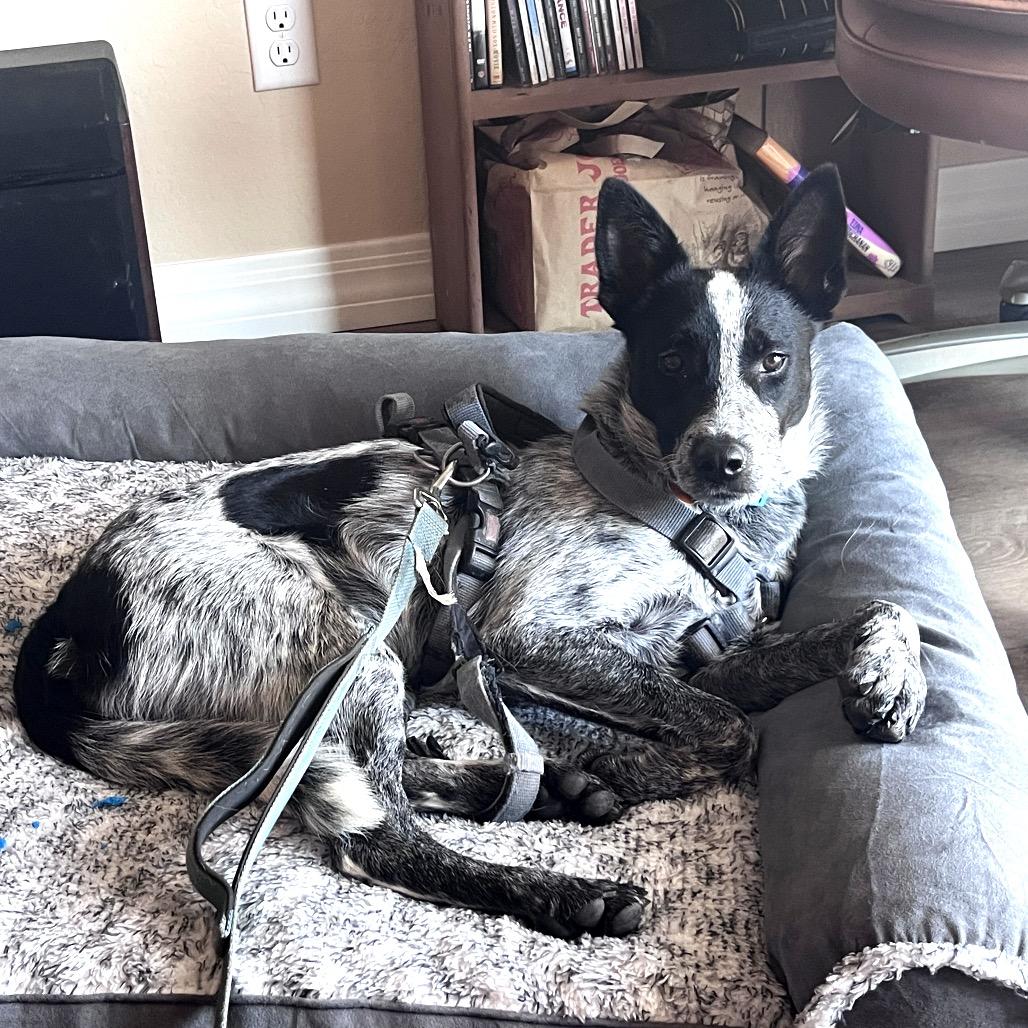 Ozzie (Courtesy Listing), a Adoptable mixed breed in Prescott, AZ image 3/3