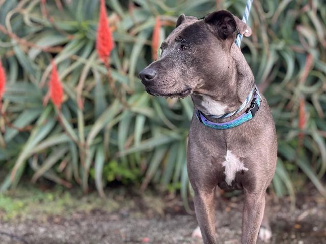 BLUEBELLE, Adoptable, Adult Female Catahoula Leopard Dog & Mixed Breed.