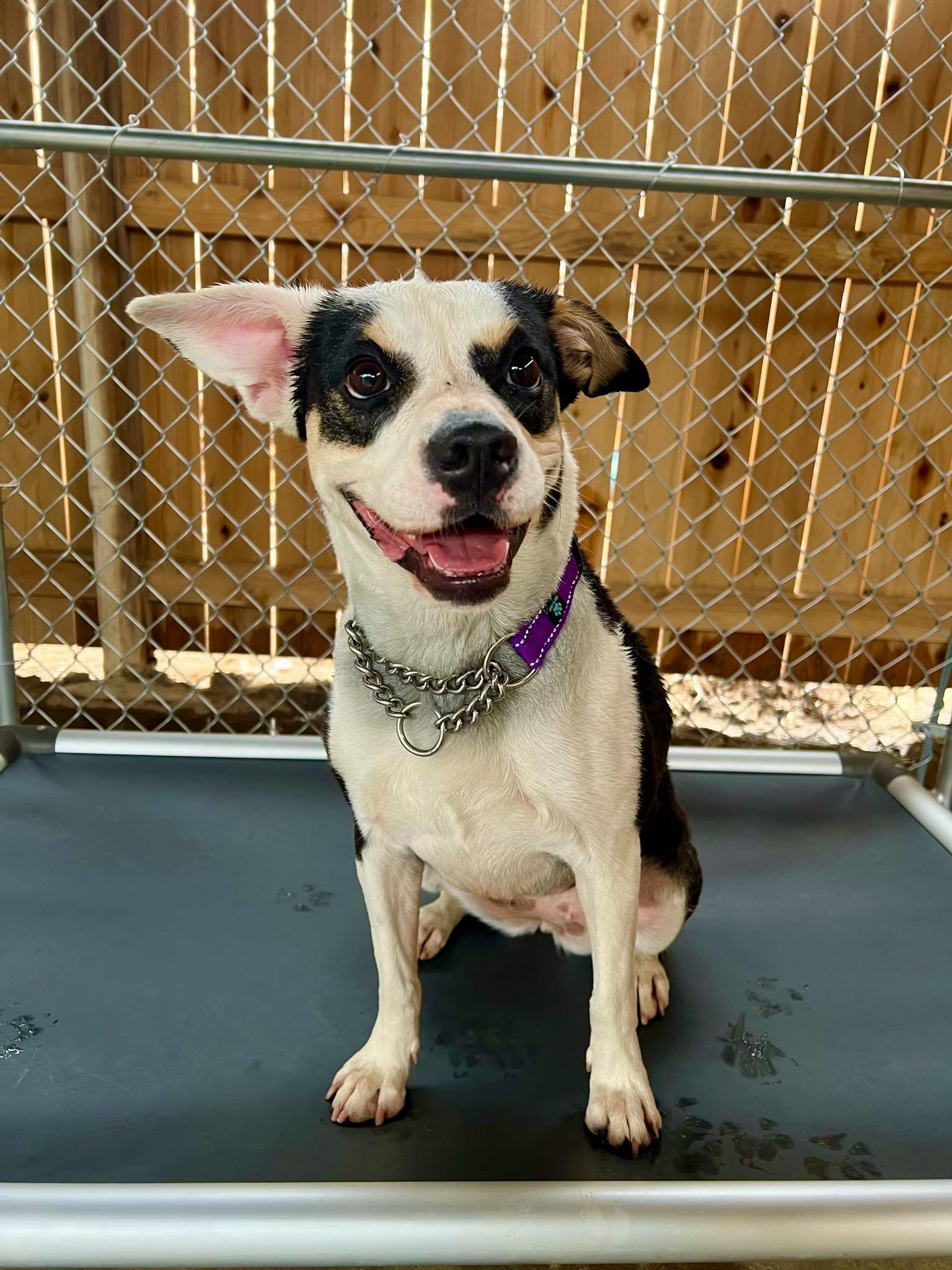 Enlarge LANA DEL REY, a ADOPTABLE mixed breed in Joshua Tree, CA image 6/6